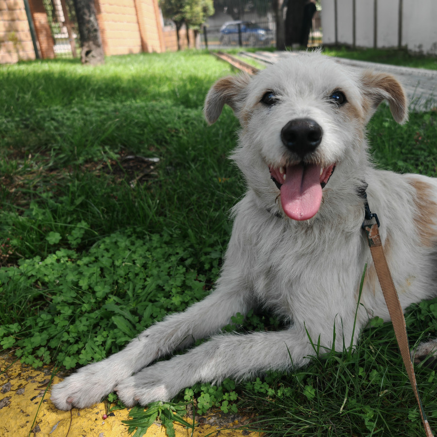  | Raza Mestizo | Encontrado