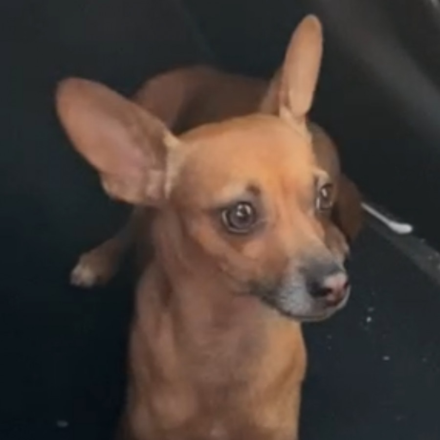 CHAVITO | Raza Chihuahua | Perdido