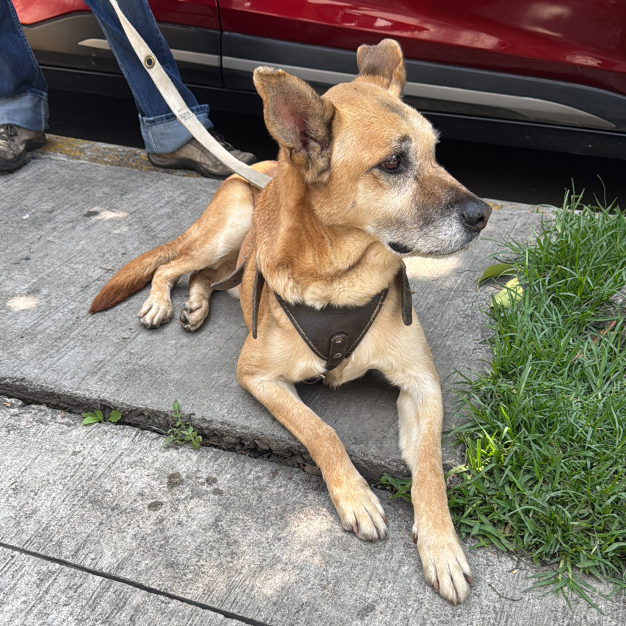  | Raza Mestizo, posible cruza de Pastor Belga Malinois | Encontrado