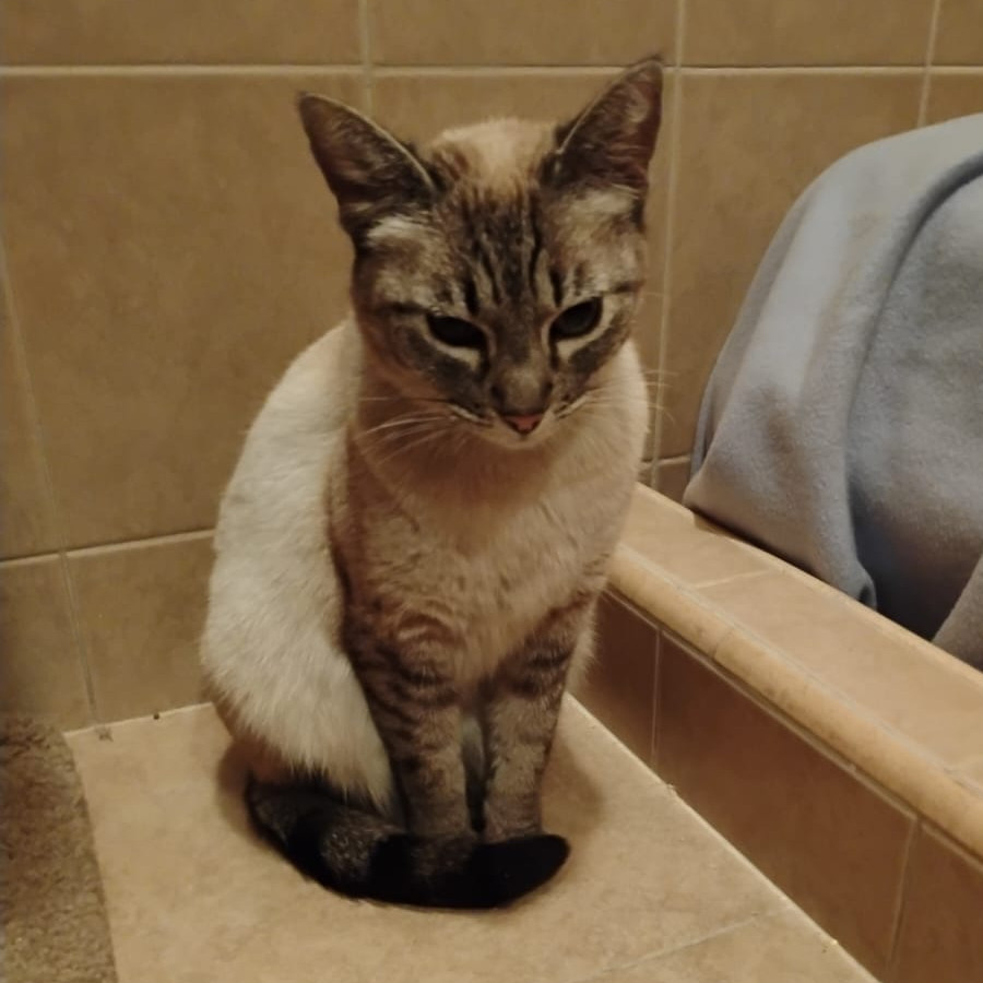  | Raza Aslan o Siamés Moderno Punto Tabby | Encontrada
