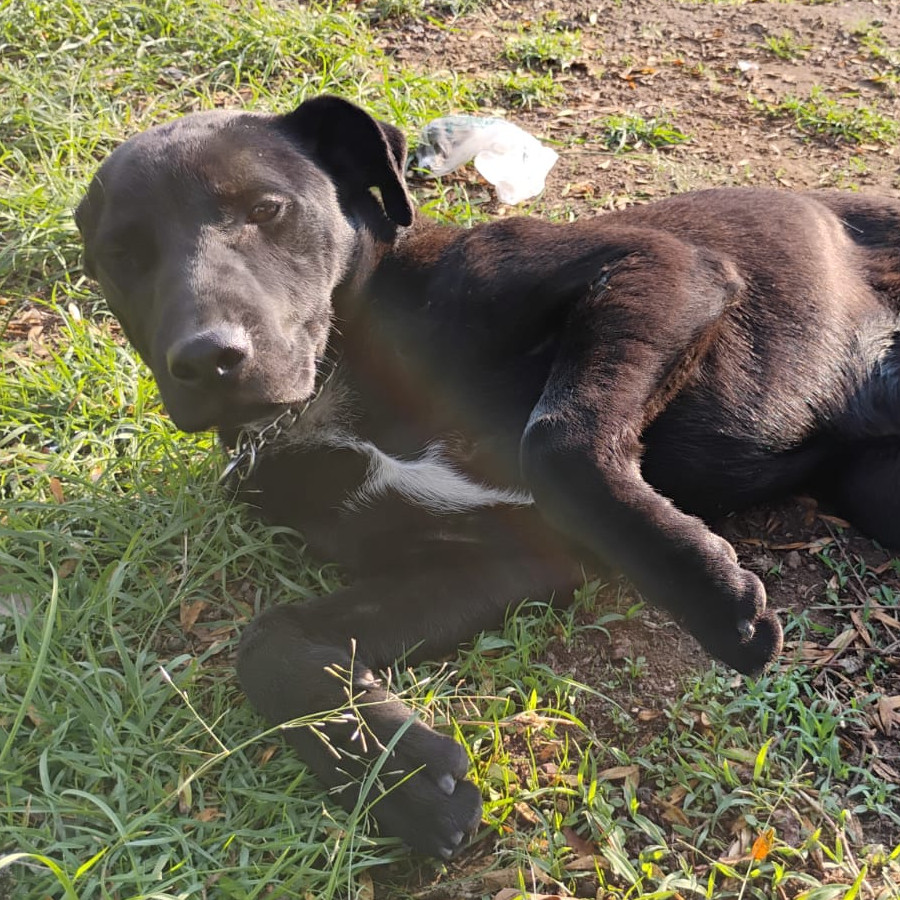  | Raza Mestizo, cruza de Labrador con American Pitbull Terrier | Encontrado