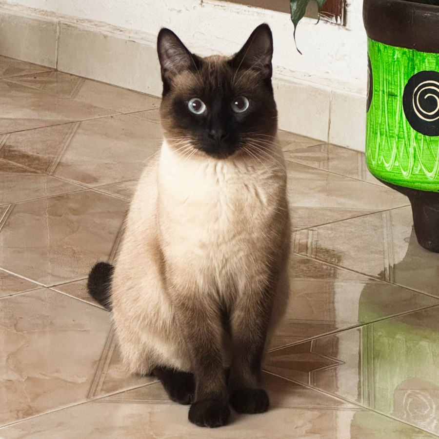 POCKY | Raza Siamés Punto Foca | Final Feliz