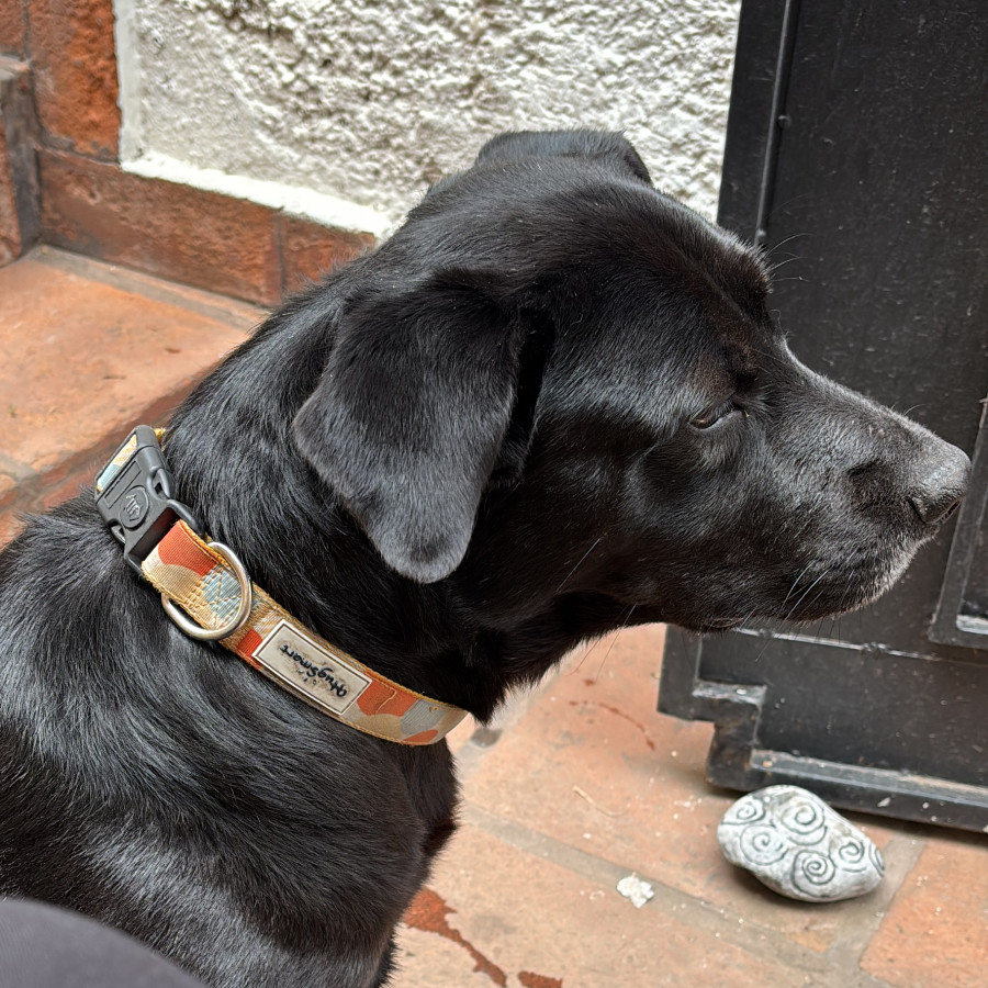  | Raza Mestizo, cruza de Labrador | Encontrado