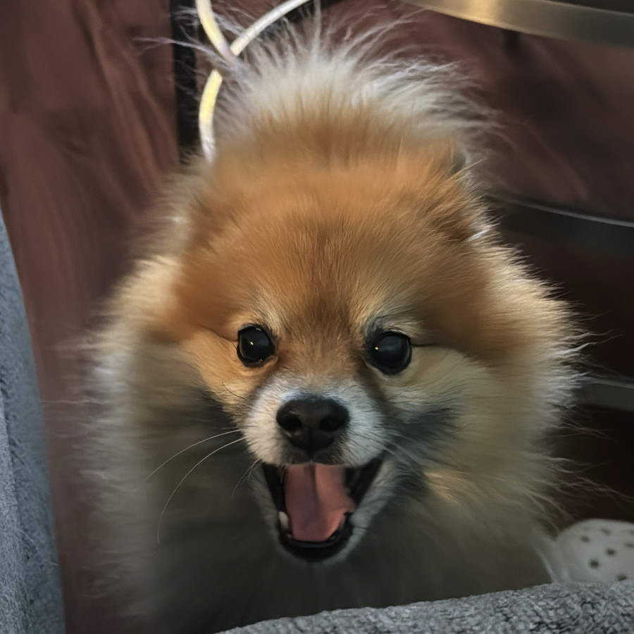 CANDONGA | Raza Pomerania | Perdido