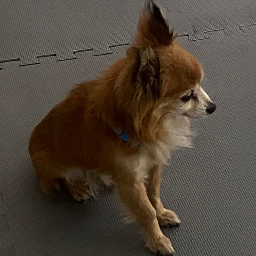 TOBY | Raza Mestizo, cruza de Pomerania con Chihuahua,  (Pomchi) | Final Feliz