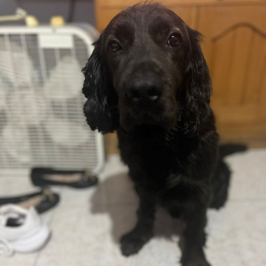 FRODO | Raza Mestizo, cruza de Cocker Spaniel con Labrador | Perdido