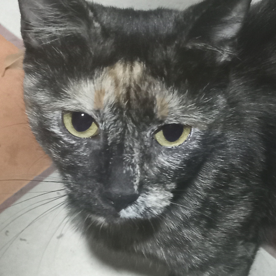 MARIE | Raza Calicó de pelo corto | En Adopción