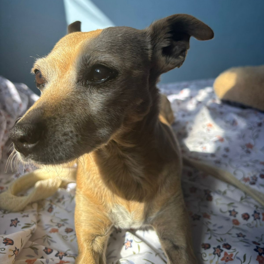 CANELA | Raza Chihuahua | Perdida