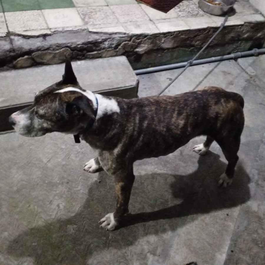  | Raza Mestizo, cruza de American Pitbull Terrier | Encontrado