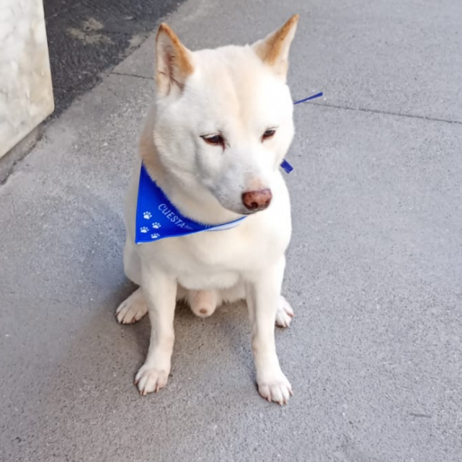 ICHI | Raza Shiba Inú | Perdido