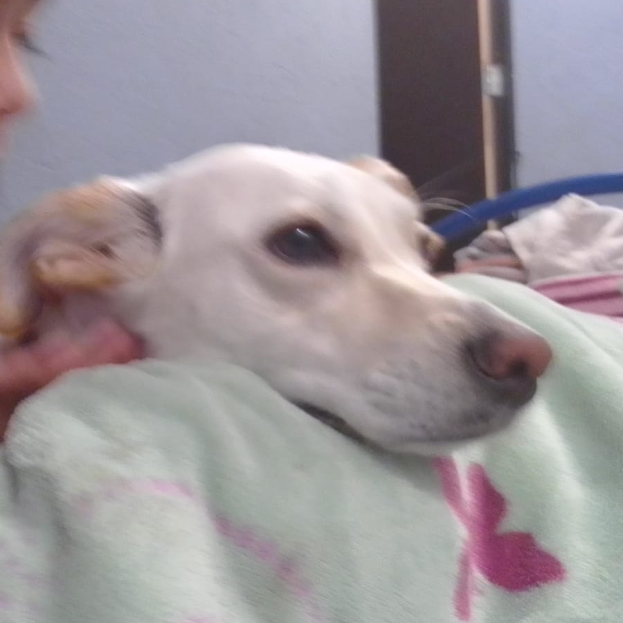 PELUSA | Raza Mestiza | En Adopción