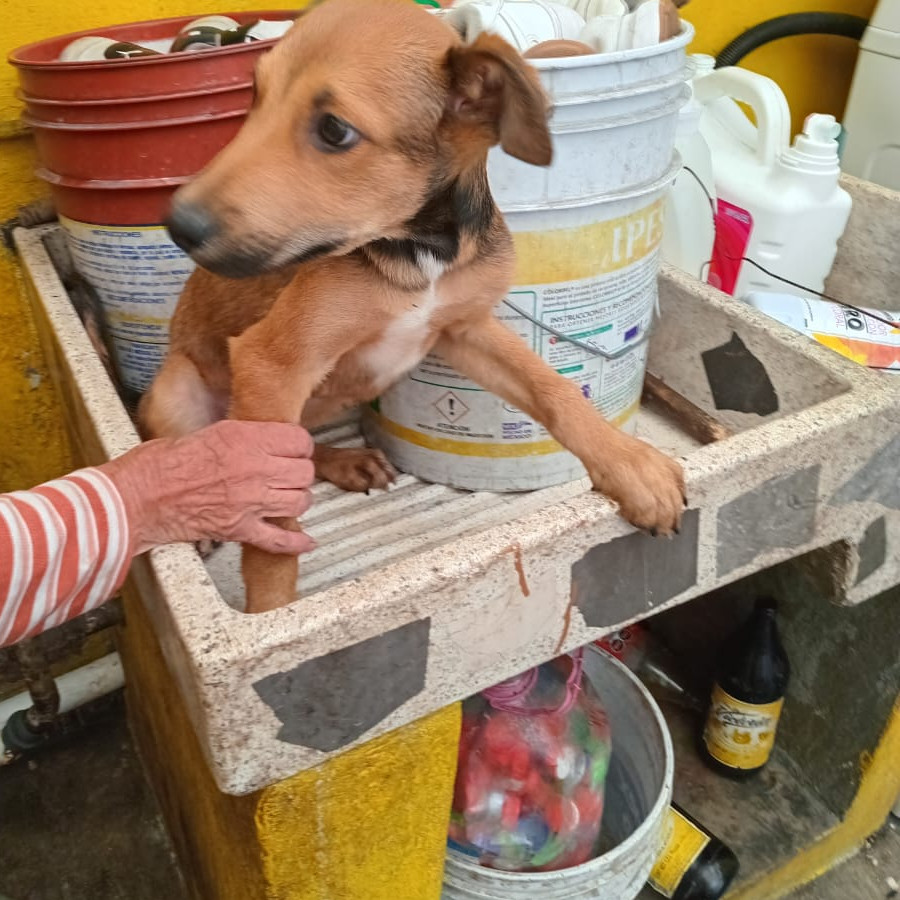 HERMOSO CACHORRO | Raza Mestizo | En Adopción