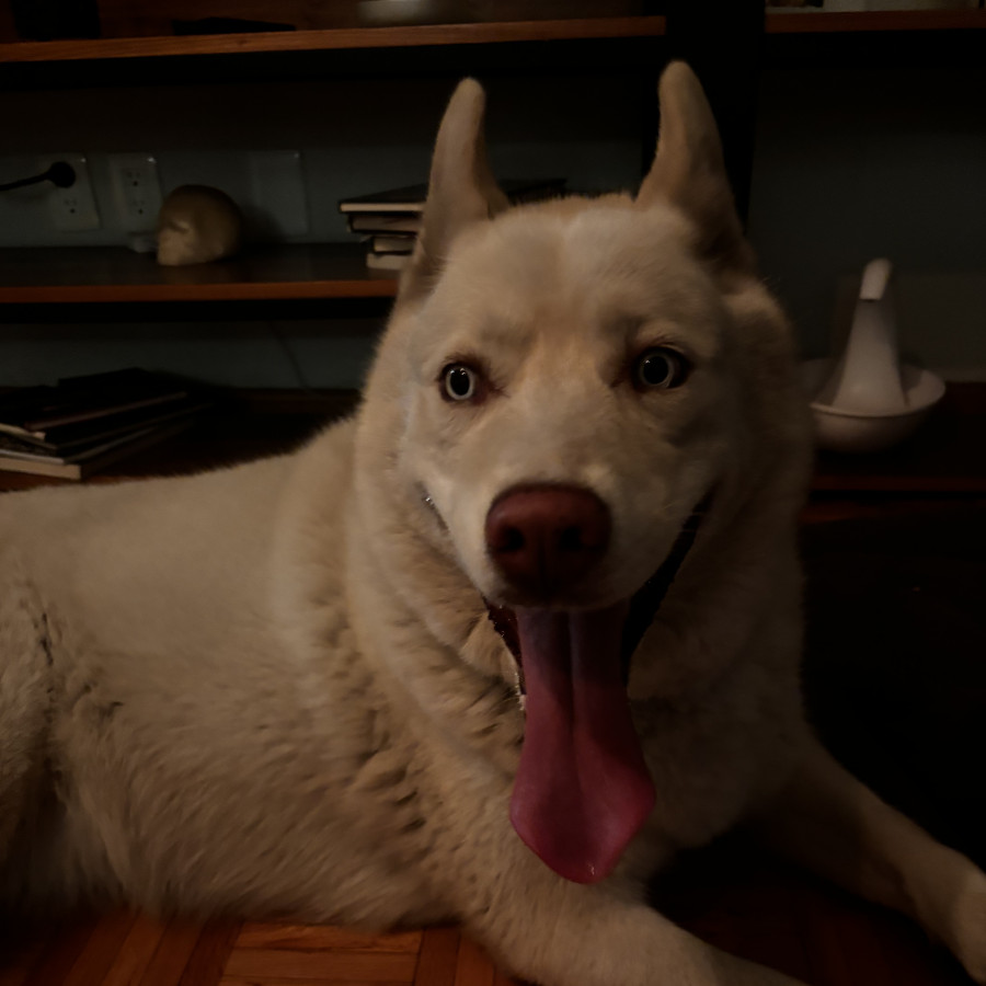  | Raza Husky Siberiano | Encontrada