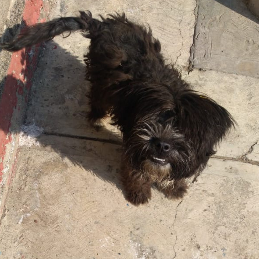 CHAPARRO | Raza Mestizo | Perdido