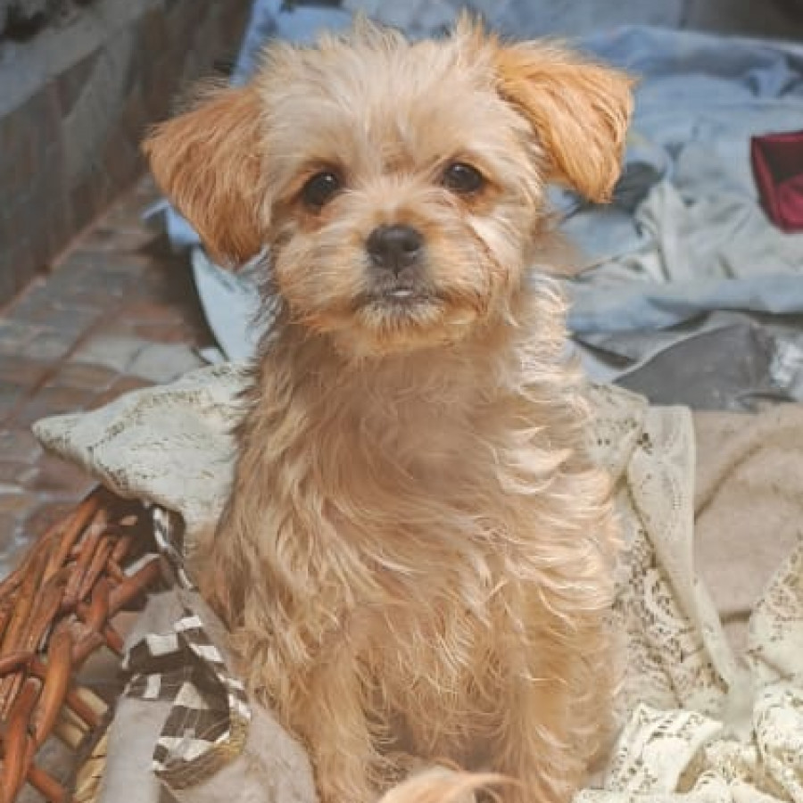 HERMOSA CACHORRITA | Raza Mestiza, cruza de Maltés | En Adopción