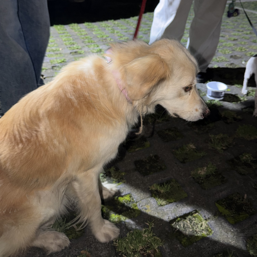  | Raza Mestiza, posible cruza de Golden | Encontrada
