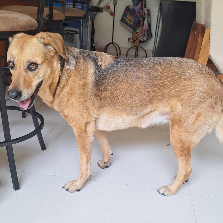 CAPUCHINA | Raza Mestiza | Perdida