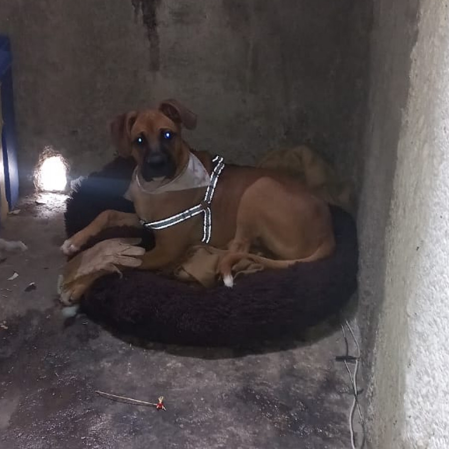 LUCA | Raza Mestizo, cruza de Bóxer con Dóberman | En Adopción