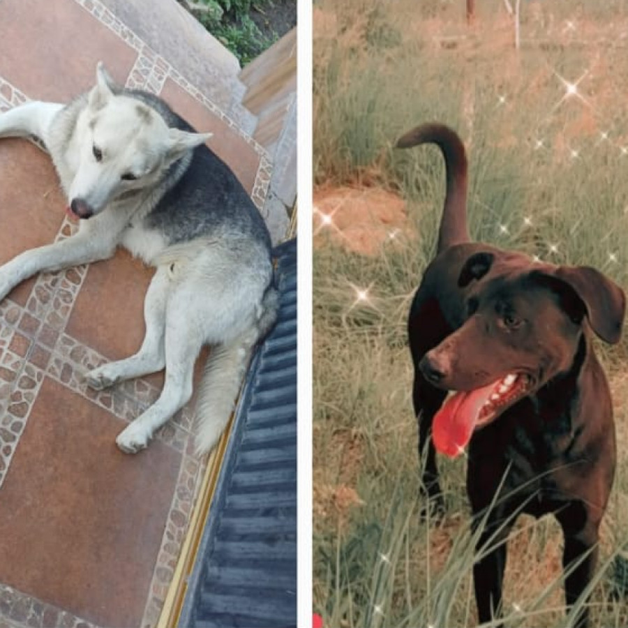 ÁFRICA Y BLANCO | Raza Mestiza cruza de Husky y cruza de Labrador | Perdida
