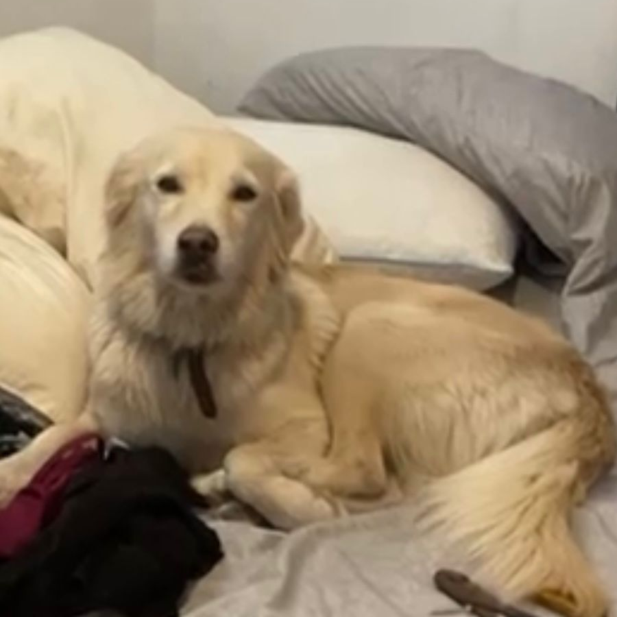 COCO | Raza Mestiza, cruza de Labrador con Golden Retriever | Perdida