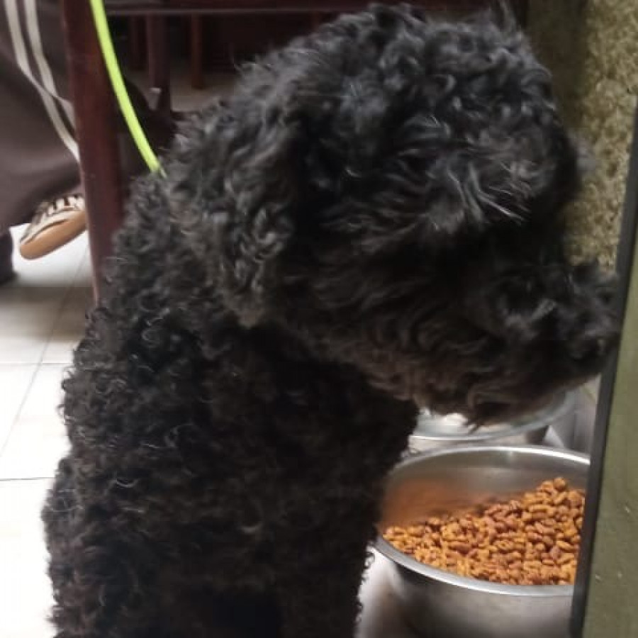  | Raza French Poodle o Caniche | Final Feliz