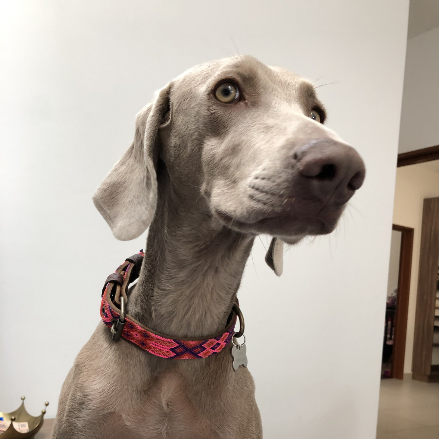 KHALA | Raza Weimaraner  | Perdida