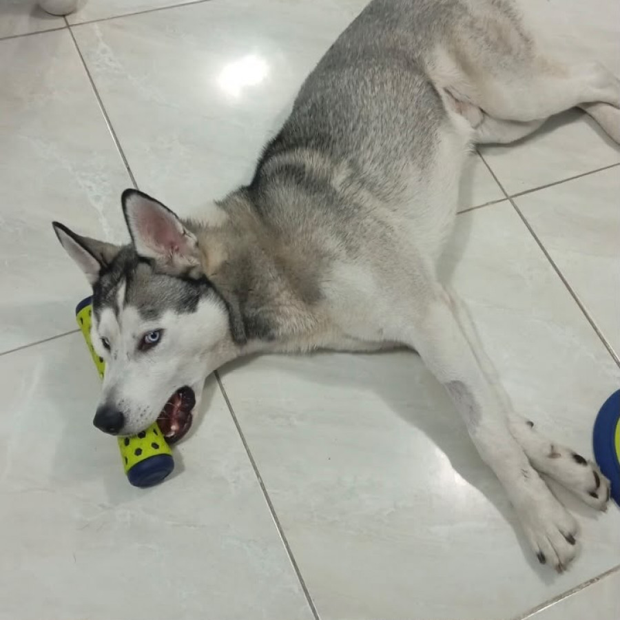 ZEUS GARDUÑO RDGZ. | Raza Husky Siberiano | Final Feliz