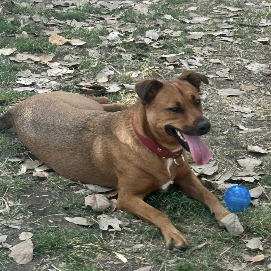 MILKA | Raza Mestiza | Perdida