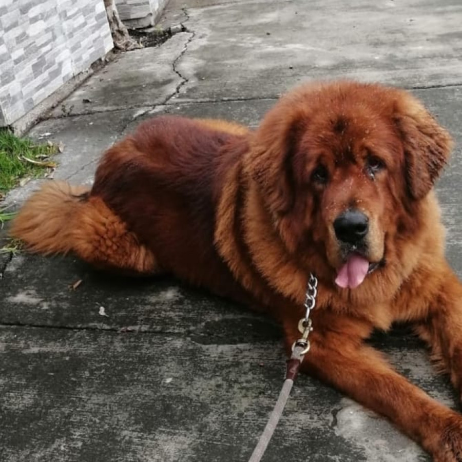 CANELO | Raza Mastín Tibetano o Dogo del Tíbet | Final Feliz