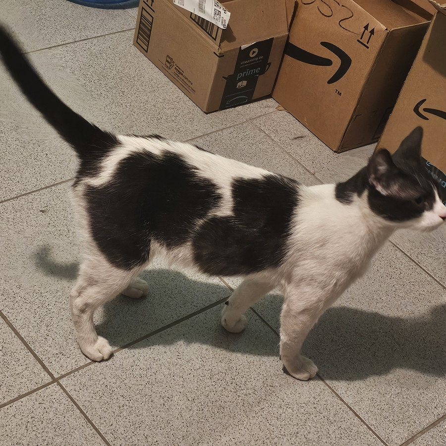 GATITO | Raza Doméstico Américano de Pelo Corto | Perdido