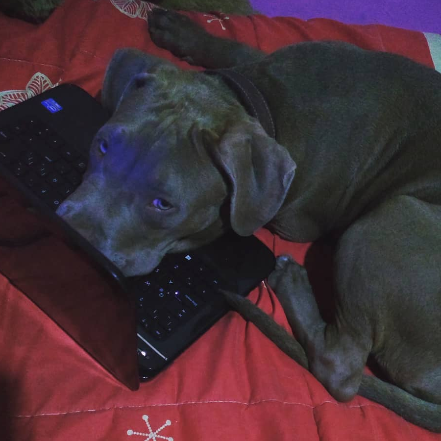 ZEUS | Raza American Pitbull Terrier | En Adopción