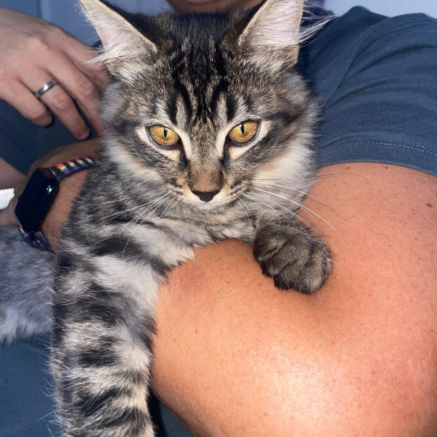 NEGRO | Raza Doméstico Americano de pelo semilargo | Final Feliz