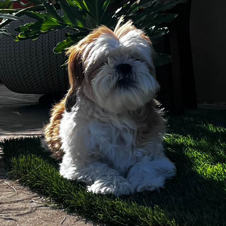 JUICY | Raza Shih Tzu  | Perdida