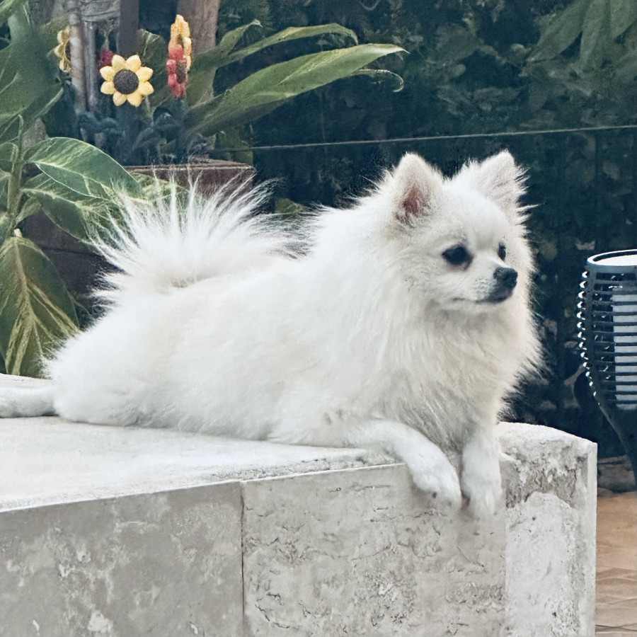 GIGÍ | Raza Pomerania | Perdida