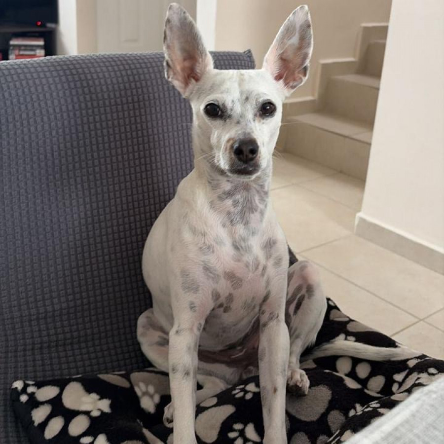 LUNA | Raza Mestiza | Perdida