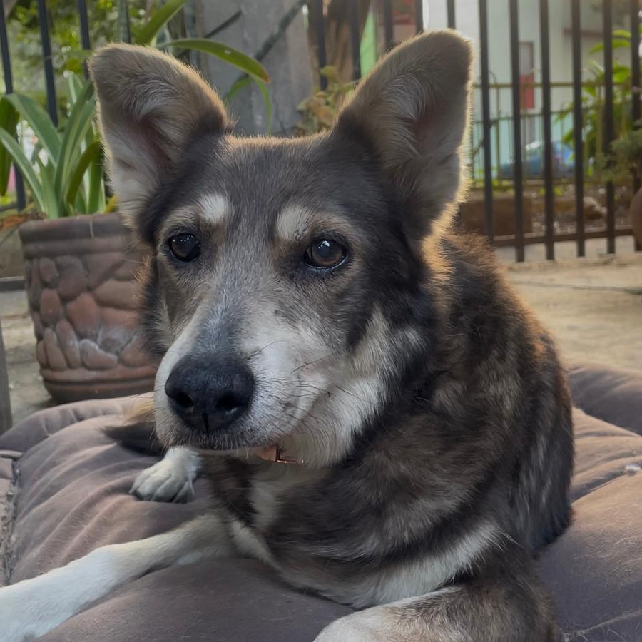 LOBY | Raza Mestiza, cruza de Husky Siberiano | Perdida