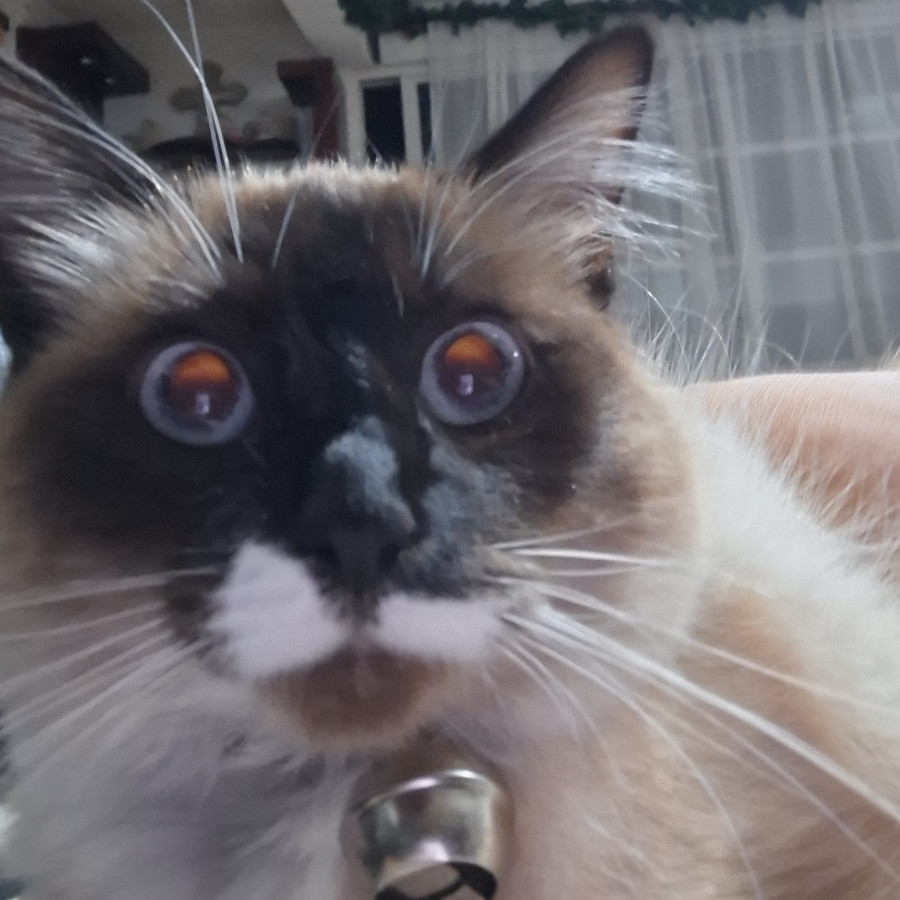 SHIRO | Raza Balinés punto foca | Perdida