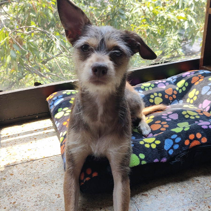 MAKI | Raza Mestiza | Perdida