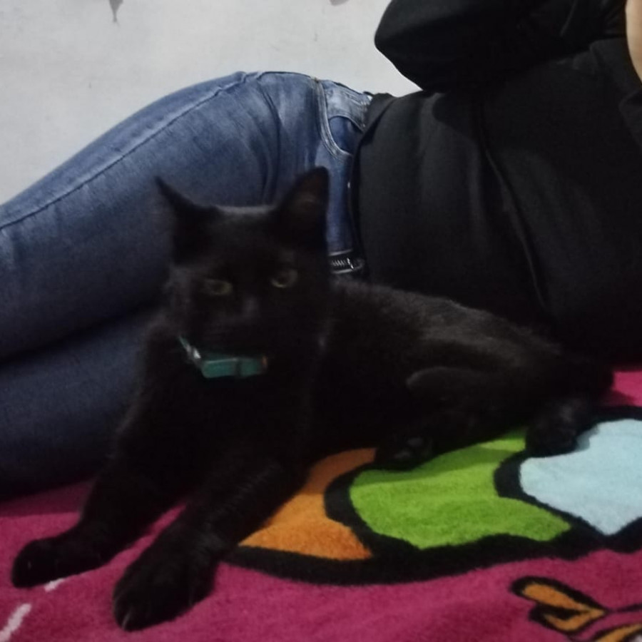 CHINCHULÍN | Raza Bombay | Perdido