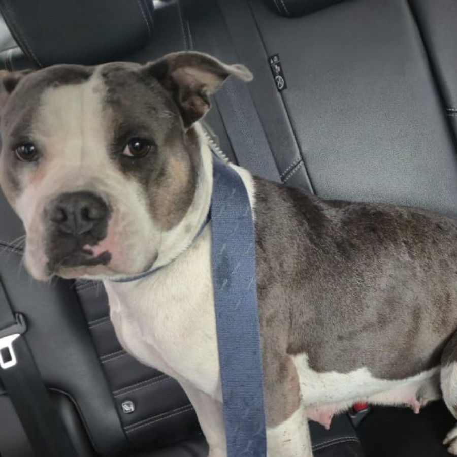  | Raza American Pitbull Terrier | Encontrada