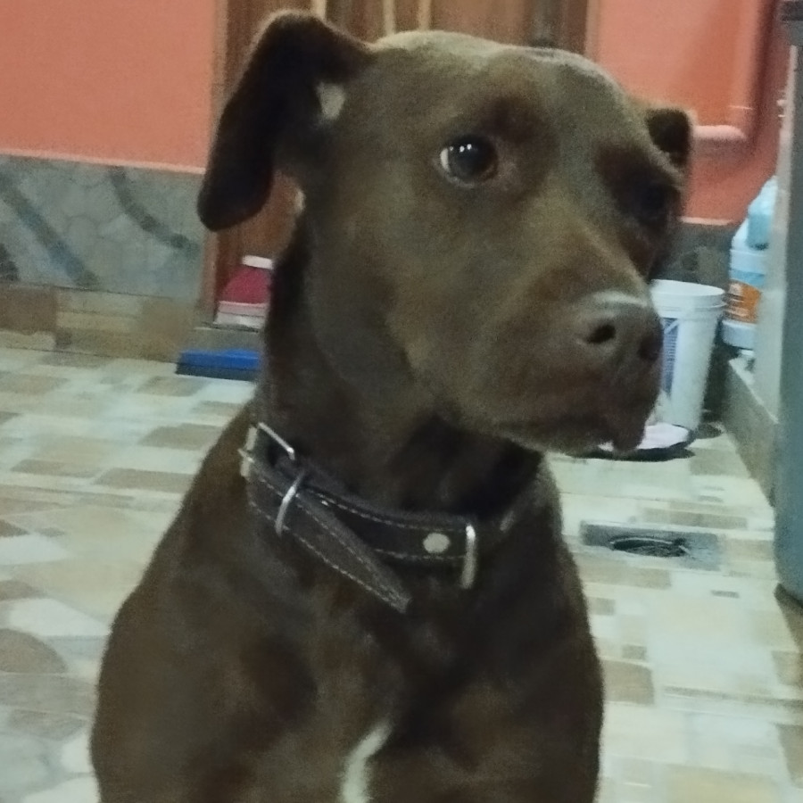  | Raza Mestiza, cruza de Labrador | Encontrada