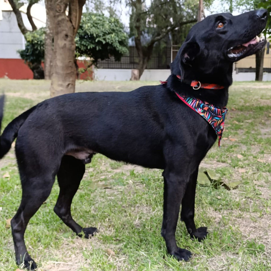 MACKI | Raza Mestiza, cruza de Labrador | En Adopción