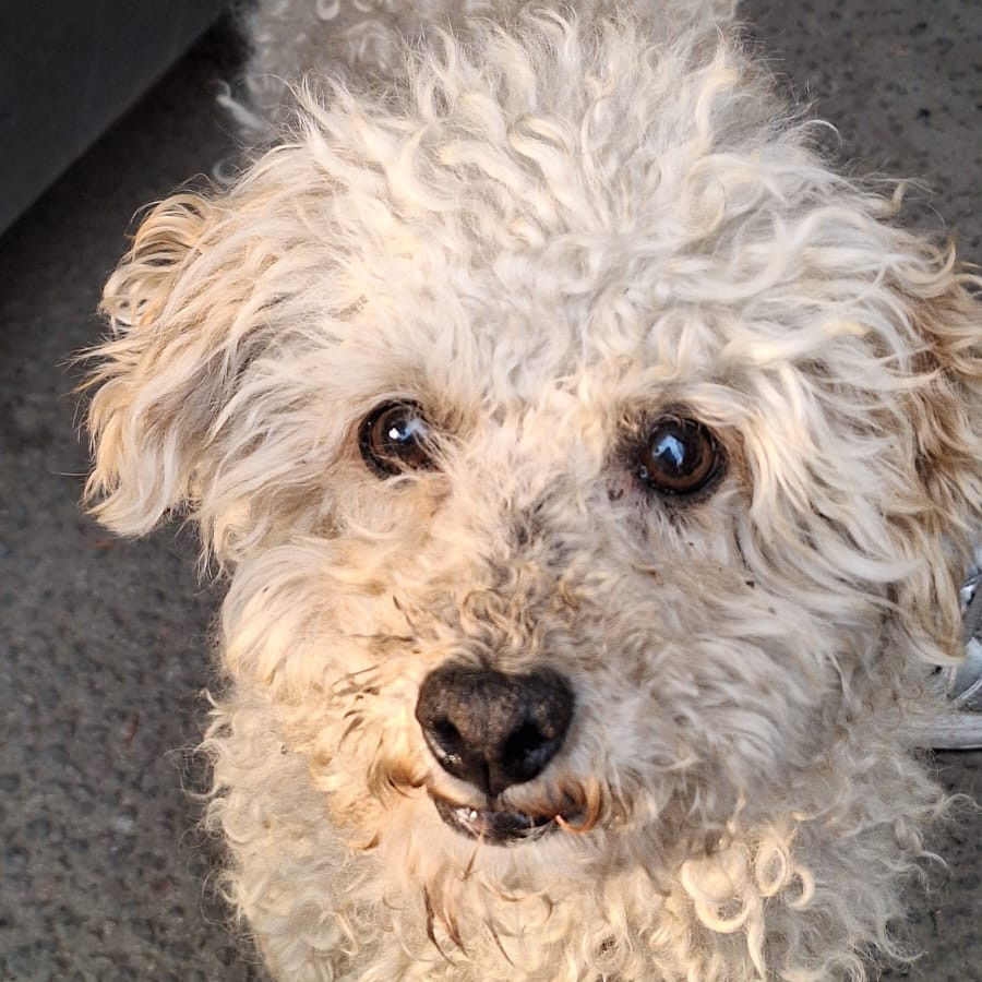 PINKY | Raza French Poodle o Caniche | Perdido