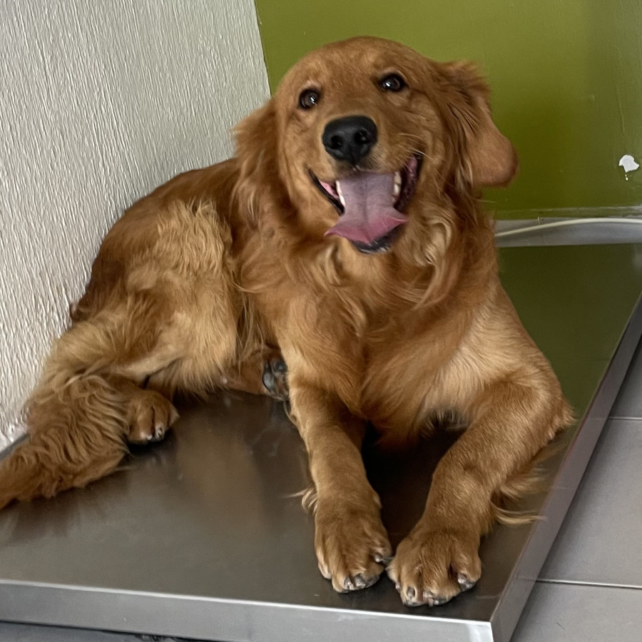 IGOR | Raza Golden Retriever  | Final Feliz