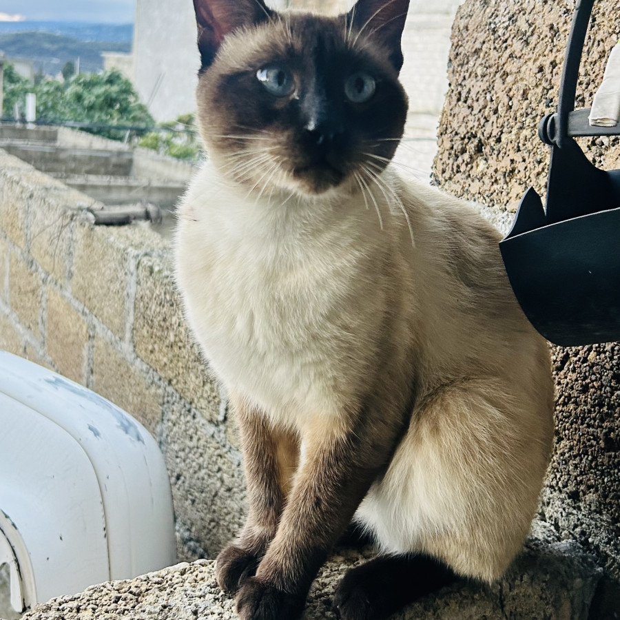 CHESTER | Raza Siamés punto foca | Perdido