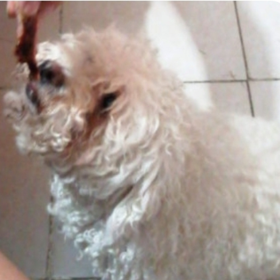 TAMBOR | Raza French Poodle o Caniche | Perdido