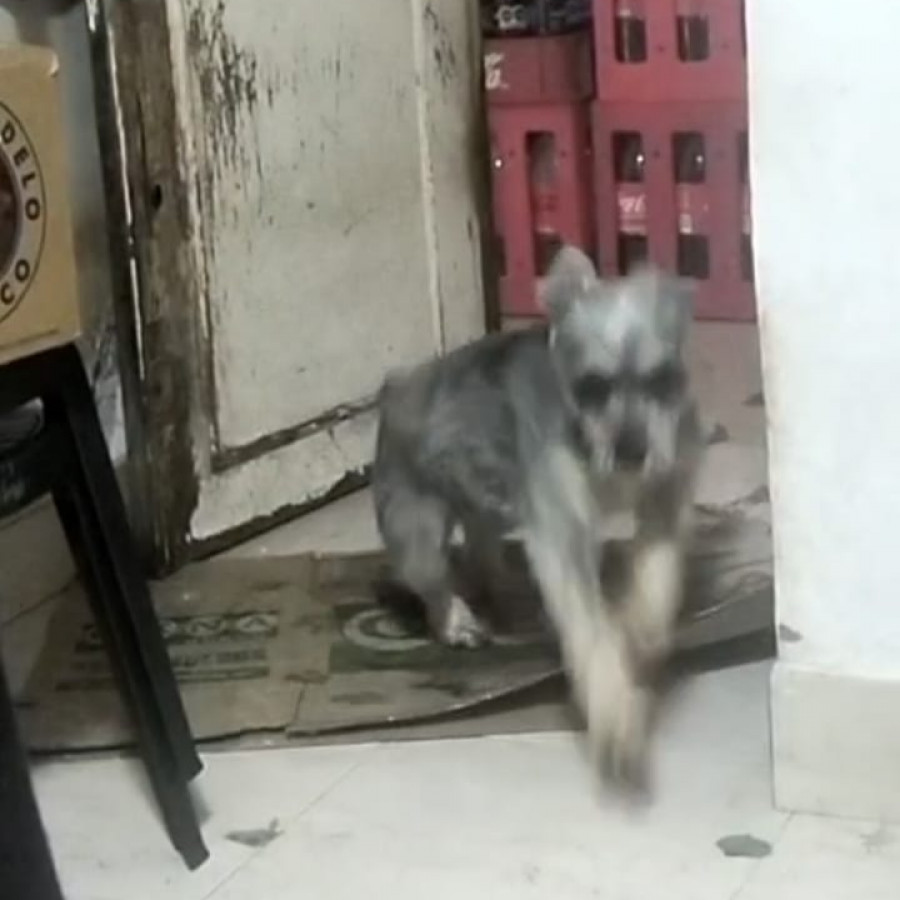 WINDY | Raza Schnauzer | Perdida