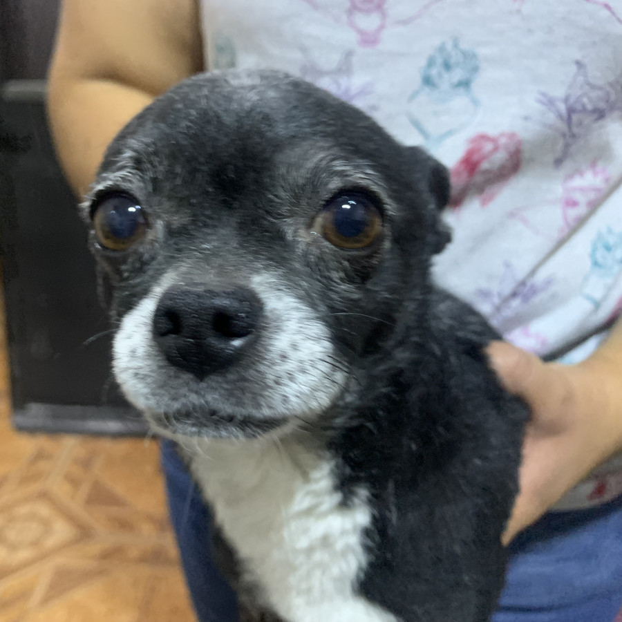 DORY | Raza Chihuahua | Perdida