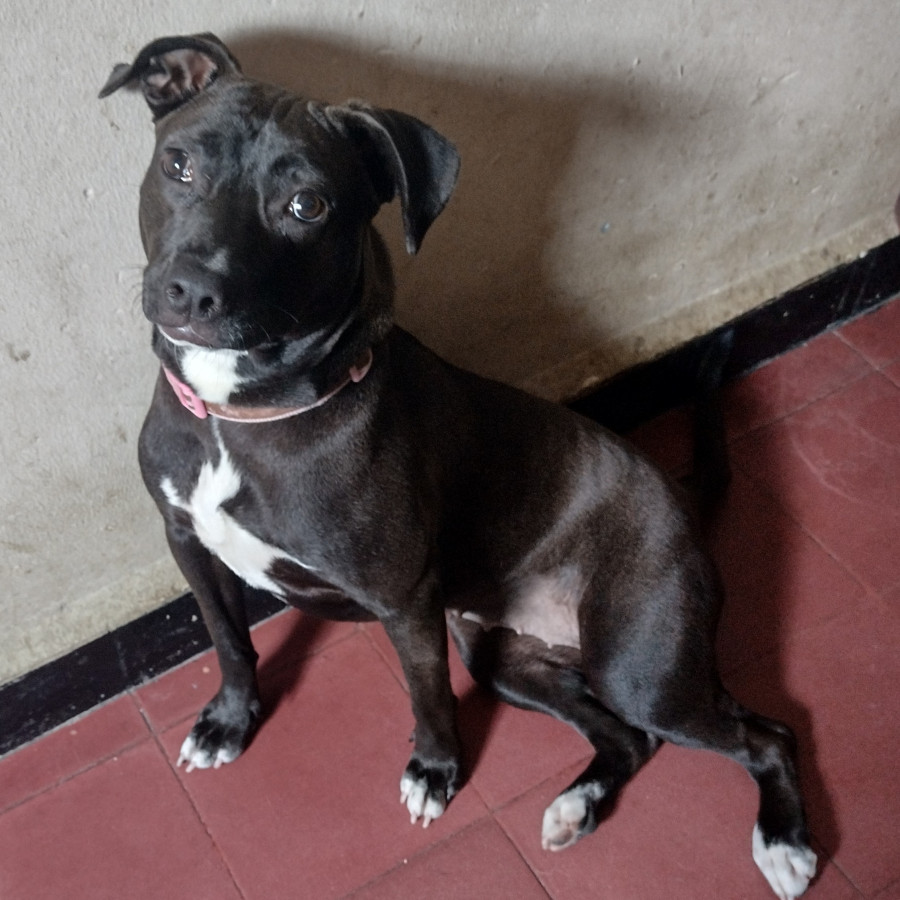 DAISY | Raza American Pitbull Terrier | En Adopción