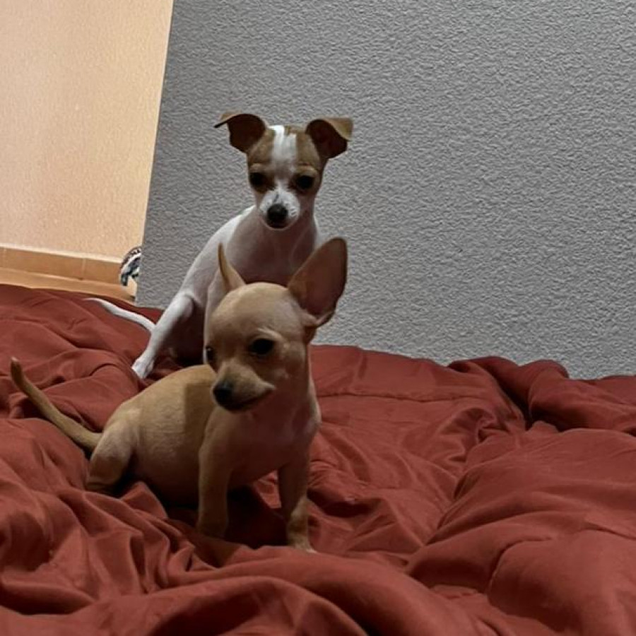 LUCKY Y CANELA | Raza Chihuahua | Perdido